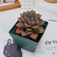 4'' Echeveria Purpusorum, Rare Live Succulent Plants
