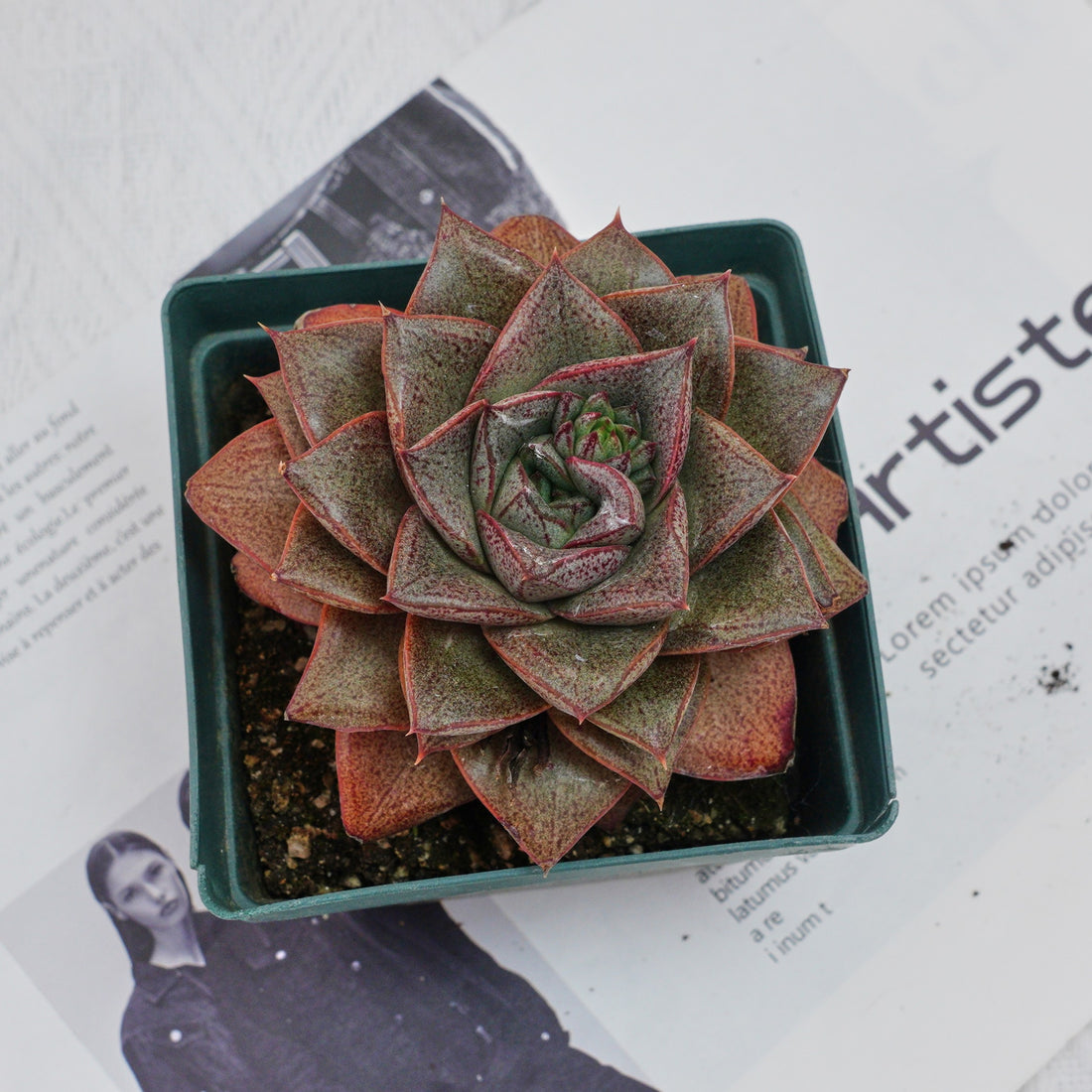 4'' Echeveria Purpusorum, Rare Live Succulent Plants