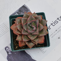 4'' Echeveria Purpusorum, Rare Live Succulent Plants