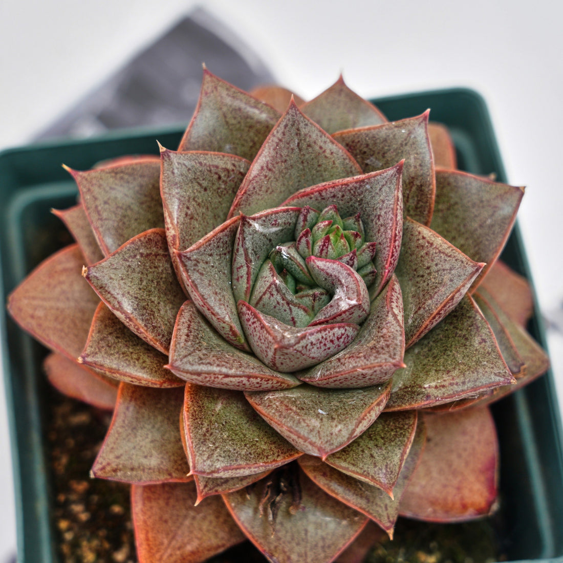 4'' Echeveria Purpusorum, Rare Live Succulent Plants