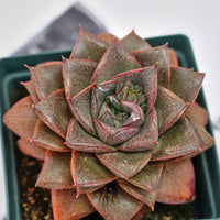 4'' Echeveria Purpusorum, Rare Live Succulent Plants