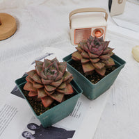 4'' Echeveria Purpusorum, Rare Live Succulent Plants