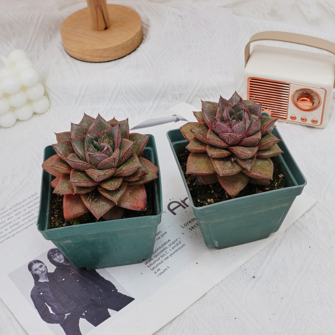 4'' Echeveria Purpusorum, Rare Live Succulent Plants