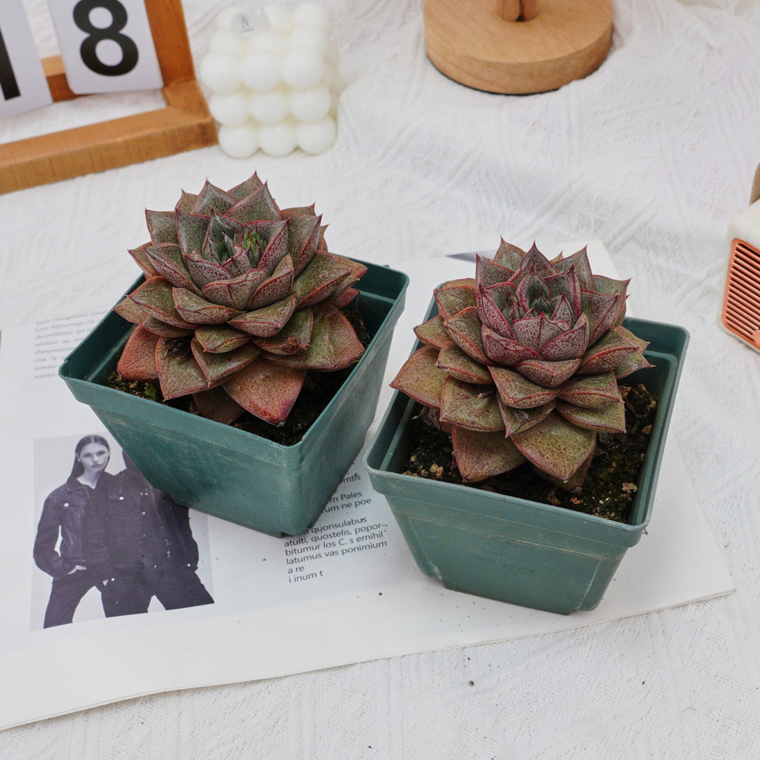 4'' Echeveria Purpusorum, Rare Live Succulent Plants