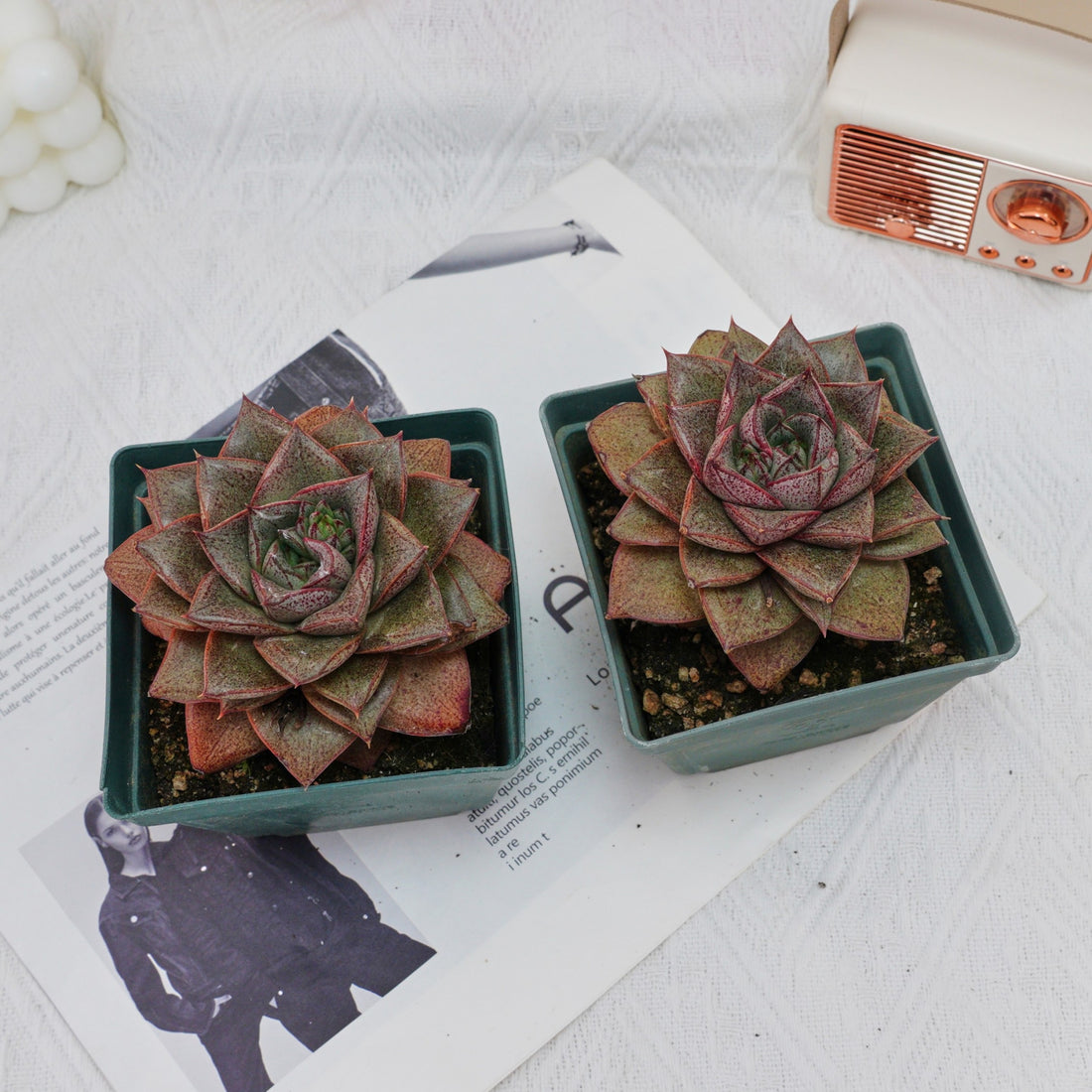 4'' Echeveria Purpusorum, Rare Live Succulent Plants