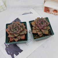 4'' Echeveria Purpusorum, Rare Live Succulent Plants