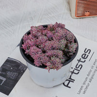 4'' Echeveria Bradburyana Variegated Crested, Rare Live Succulent Plants