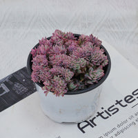 4'' Echeveria Bradburyana Variegated Crested, Rare Live Succulent Plants
