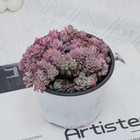 4'' Echeveria Bradburyana Variegated Crested, Rare Live Succulent Plants