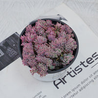 4'' Echeveria Bradburyana Variegated Crested, Rare Live Succulent Plants
