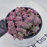 4'' Echeveria Bradburyana Variegated Crested, Rare Live Succulent Plants