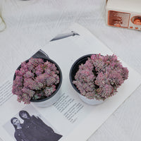 4'' Echeveria Bradburyana Variegated Crested, Rare Live Succulent Plants