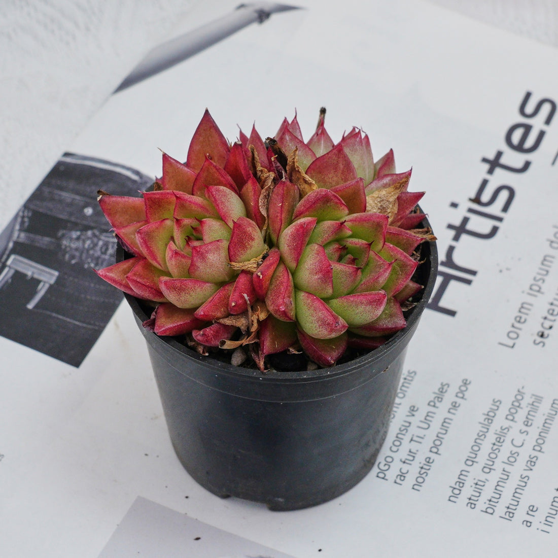 3'' Echeveria Dream Queen, Rare Live Succulent Plants