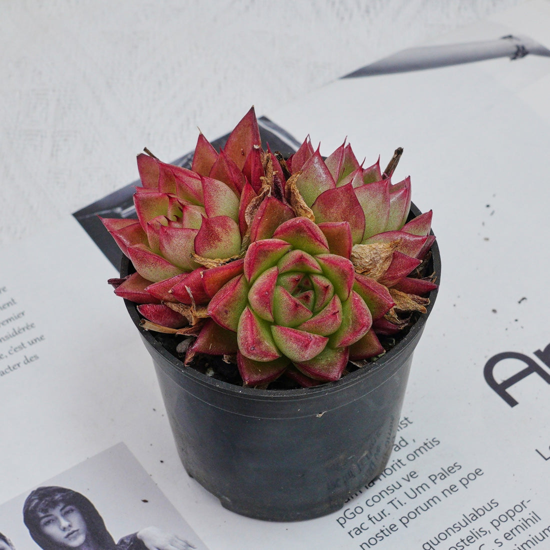 3'' Echeveria Dream Queen, Rare Live Succulent Plants