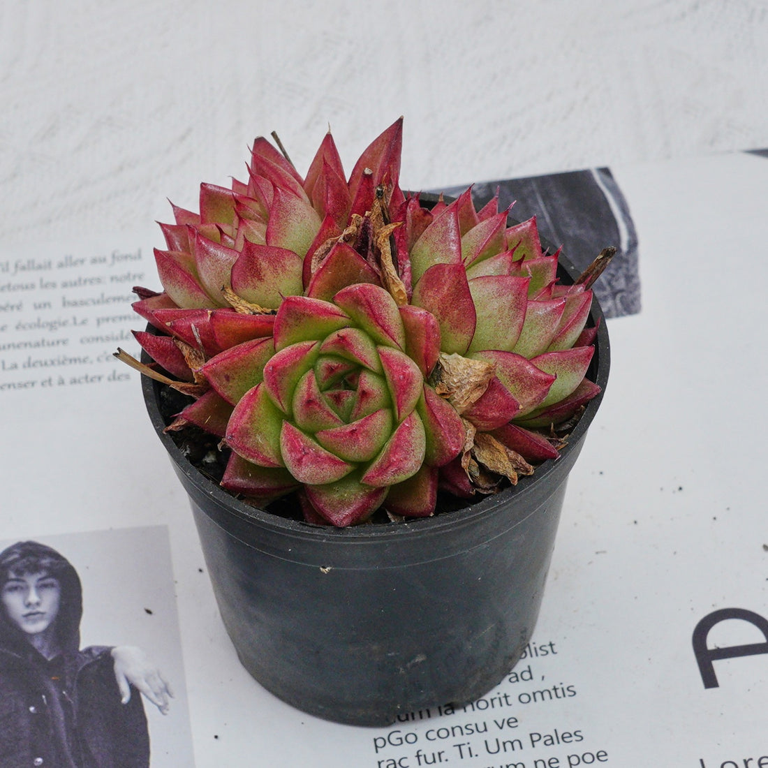 3'' Echeveria Dream Queen, Rare Live Succulent Plants