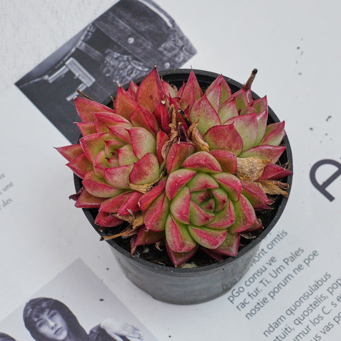 3'' Echeveria Dream Queen, Rare Live Succulent Plants