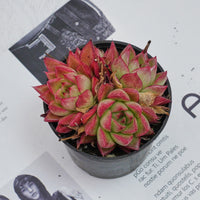 3'' Echeveria Dream Queen, Rare Live Succulent Plants