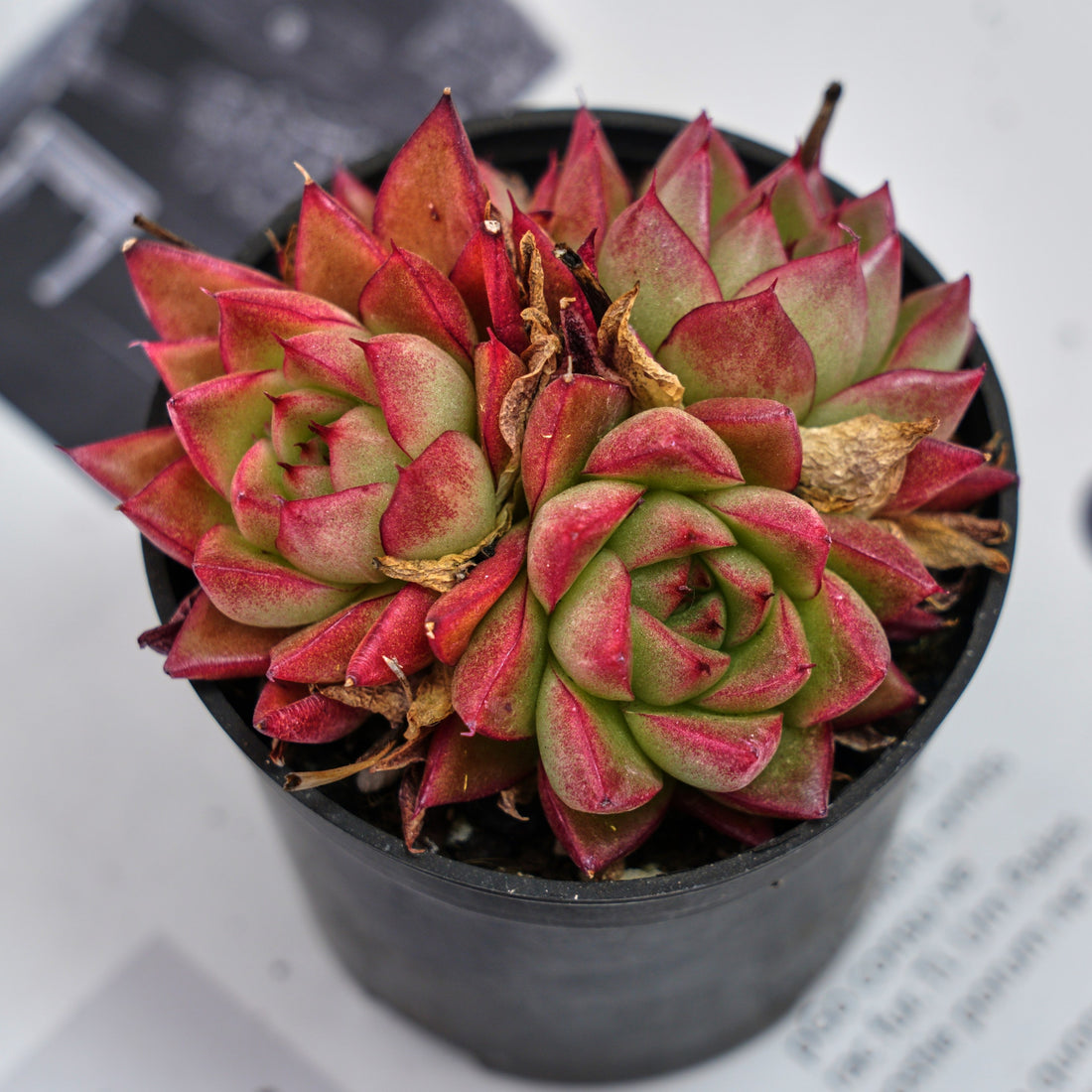 3'' Echeveria Dream Queen, Rare Live Succulent Plants
