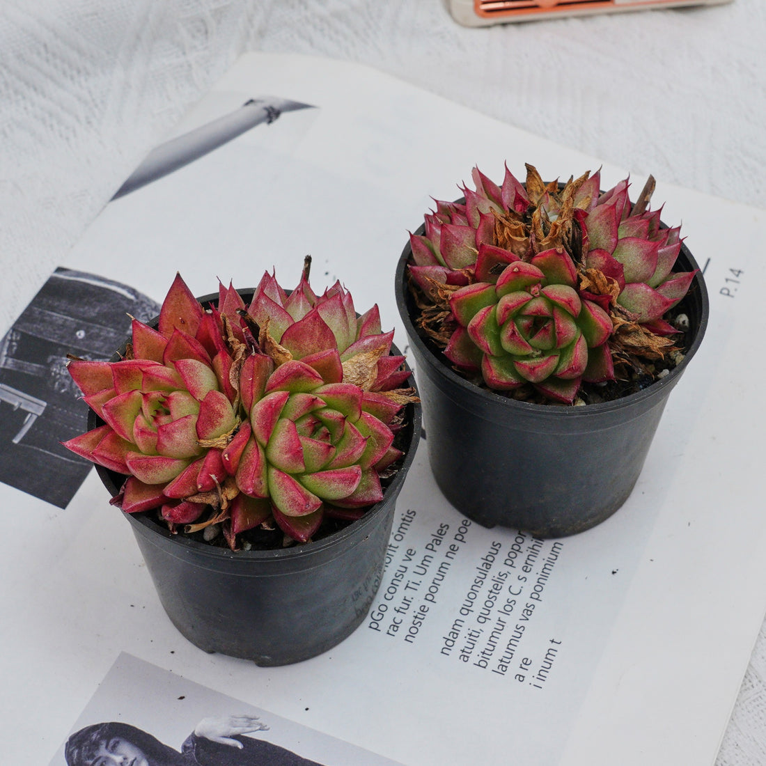 3'' Echeveria Dream Queen, Rare Live Succulent Plants