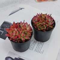 3'' Echeveria Dream Queen, Rare Live Succulent Plants