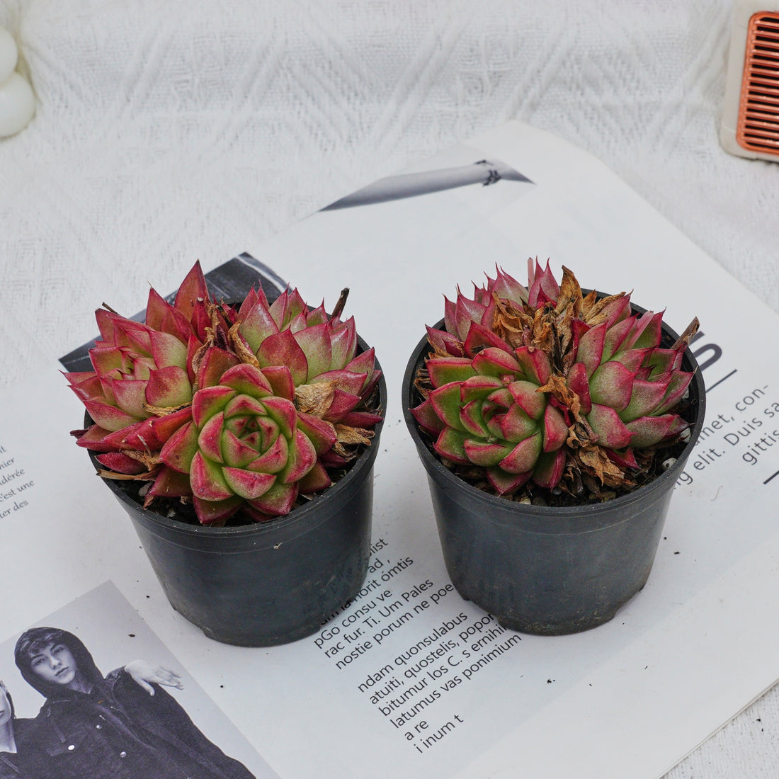 3'' Echeveria Dream Queen, Rare Live Succulent Plants
