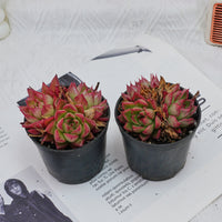 3'' Echeveria Dream Queen, Rare Live Succulent Plants
