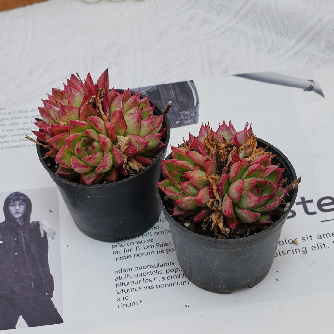 3'' Echeveria Dream Queen, Rare Live Succulent Plants