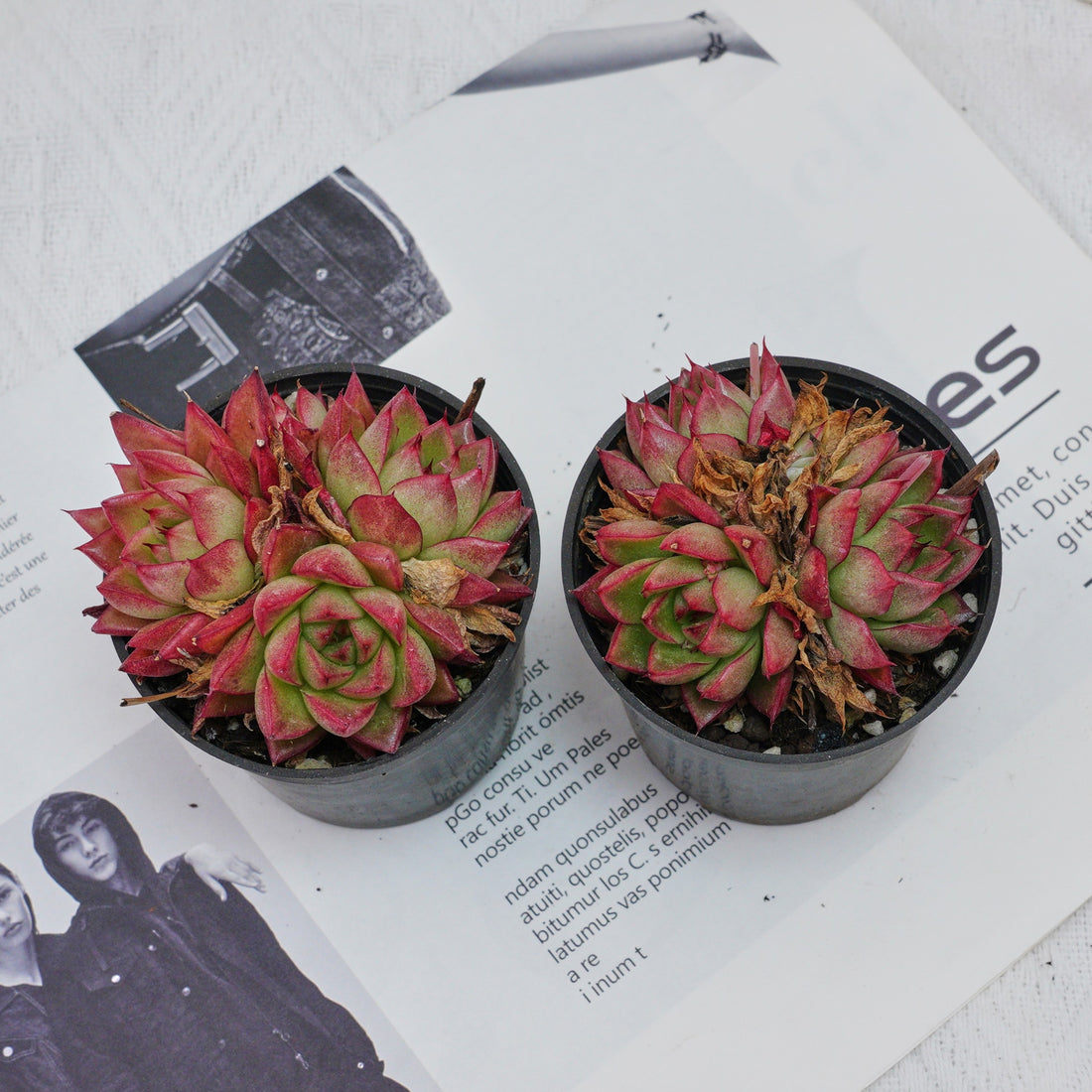 3'' Echeveria Dream Queen, Rare Live Succulent Plants