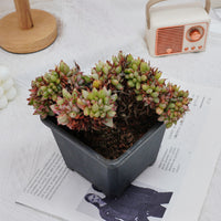 5'' Echeveria Agavoides Lipstick Variegated Crested, Rare Live Succulent Plants