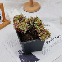 5'' Echeveria Agavoides Lipstick Variegated Crested, Rare Live Succulent Plants