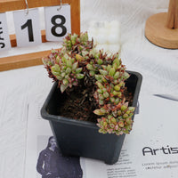 5'' Echeveria Agavoides Lipstick Variegated Crested, Rare Live Succulent Plants