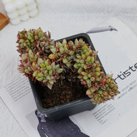 5'' Echeveria Agavoides Lipstick Variegated Crested, Rare Live Succulent Plants
