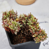 5'' Echeveria Agavoides Lipstick Variegated Crested, Rare Live Succulent Plants