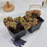 5'' Echeveria Agavoides Lipstick Variegated Crested, Rare Live Succulent Plants