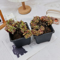 5'' Echeveria Agavoides Lipstick Variegated Crested, Rare Live Succulent Plants