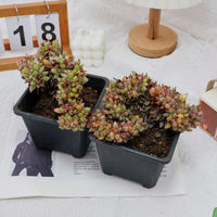 5'' Echeveria Agavoides Lipstick Variegated Crested, Rare Live Succulent Plants