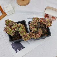 5'' Echeveria Agavoides Lipstick Variegated Crested, Rare Live Succulent Plants