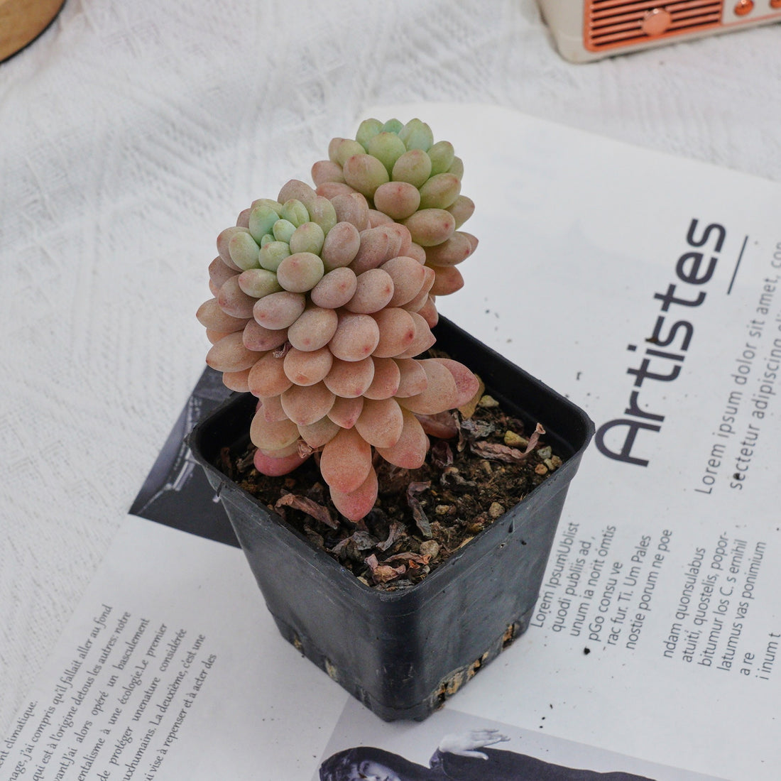 3'' Echeveria Daphne, Rare Live Succulent Plants
