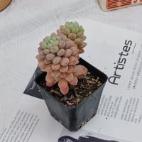 3'' Echeveria Daphne, Rare Live Succulent Plants