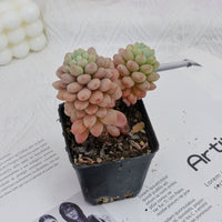 3'' Echeveria Daphne, Rare Live Succulent Plants