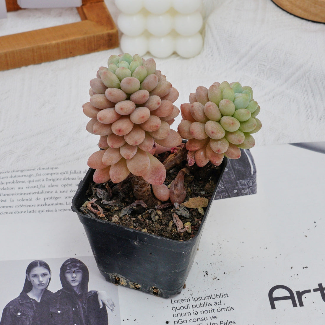 3'' Echeveria Daphne, Rare Live Succulent Plants