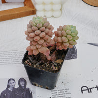 3'' Echeveria Daphne, Rare Live Succulent Plants