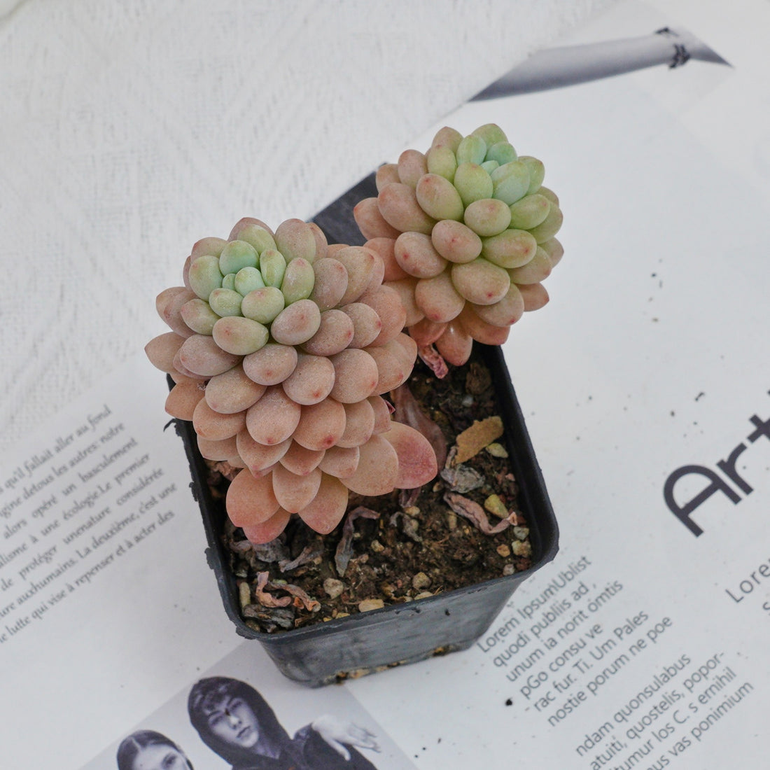 3'' Echeveria Daphne, Rare Live Succulent Plants