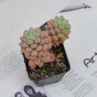 3'' Echeveria Daphne, Rare Live Succulent Plants