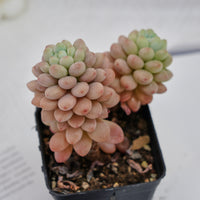 3'' Echeveria Daphne, Rare Live Succulent Plants
