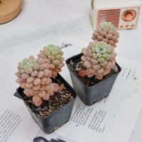 3'' Echeveria Daphne, Rare Live Succulent Plants