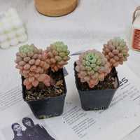 3'' Echeveria Daphne, Rare Live Succulent Plants