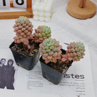 3'' Echeveria Daphne, Rare Live Succulent Plants