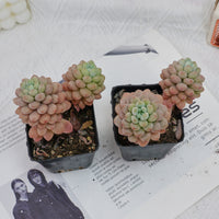 3'' Echeveria Daphne, Rare Live Succulent Plants