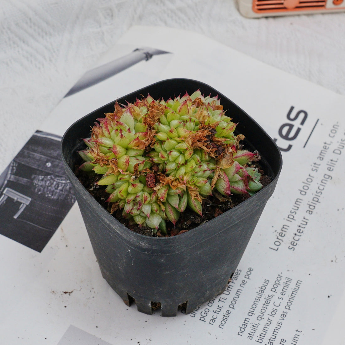 4'' Echeveria Dream Queen Crested, Rare Live Succulent Plants
